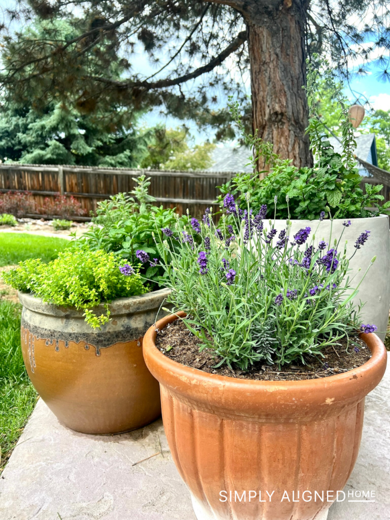 6 Powerful Plants for Natural Bug Repellent - Simply Aligned Home