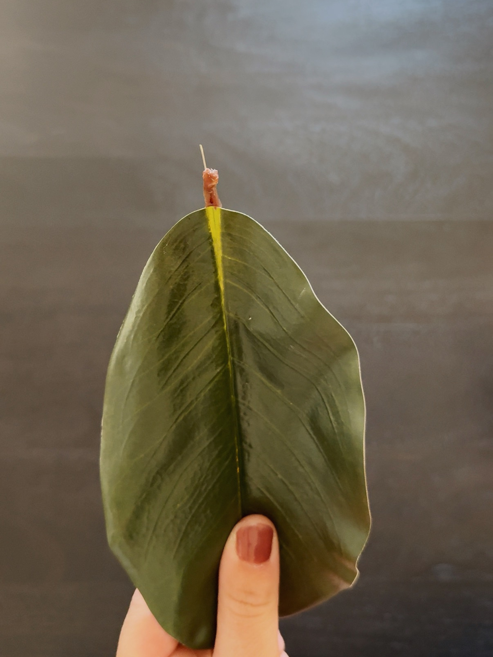 simply-aligned-home-faux-magnolia-tree